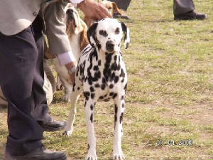 pupps154.jpg